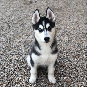 Meet your Posher, Gilbert